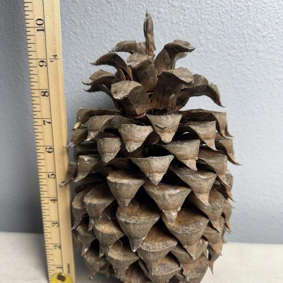 Giant Coulter Pine Cone 7-10 INCHES - Picture 3 of 9